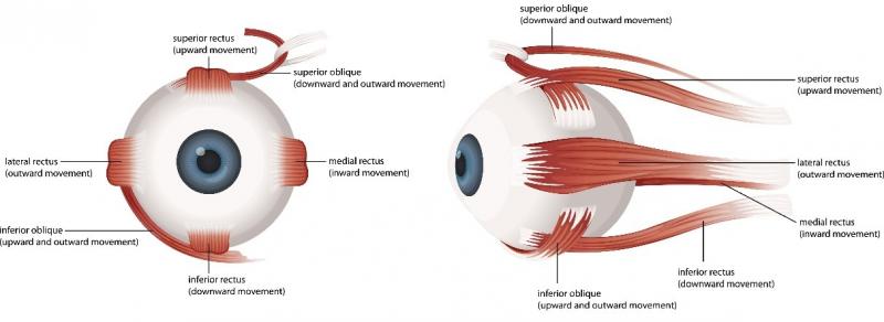 The muscles of the eye