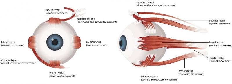 The muscles of the eye